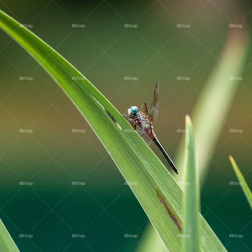 Single dragonfly 