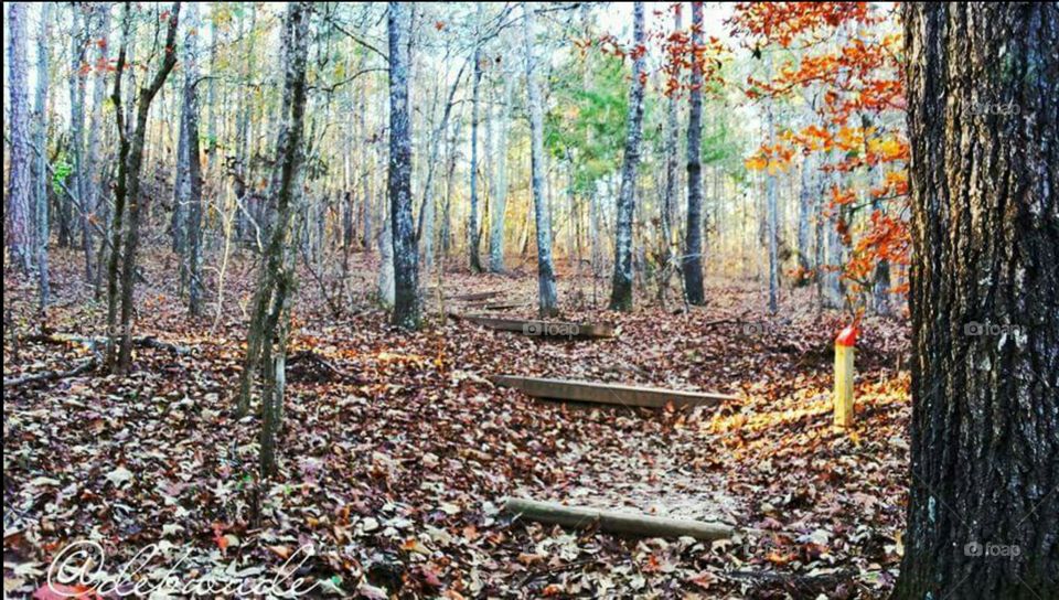 Panola Mountain State park hiking trail