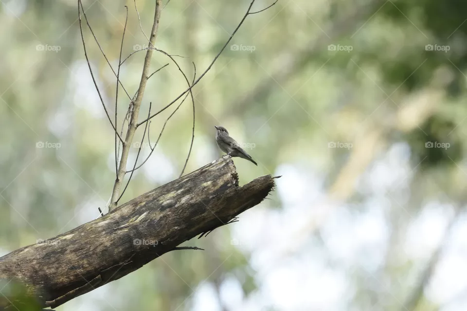 Flycatcher