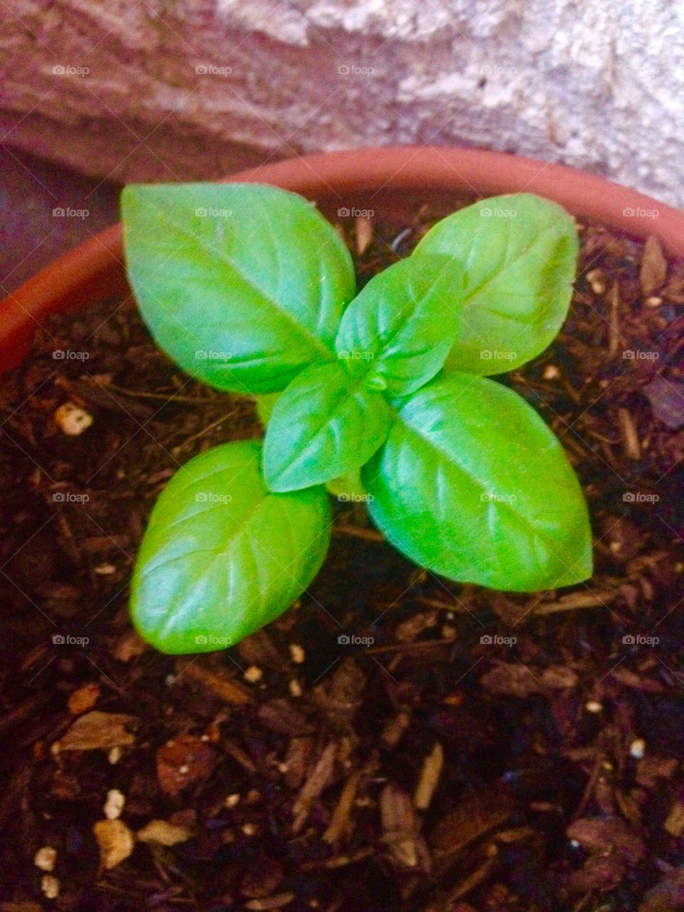 Basil