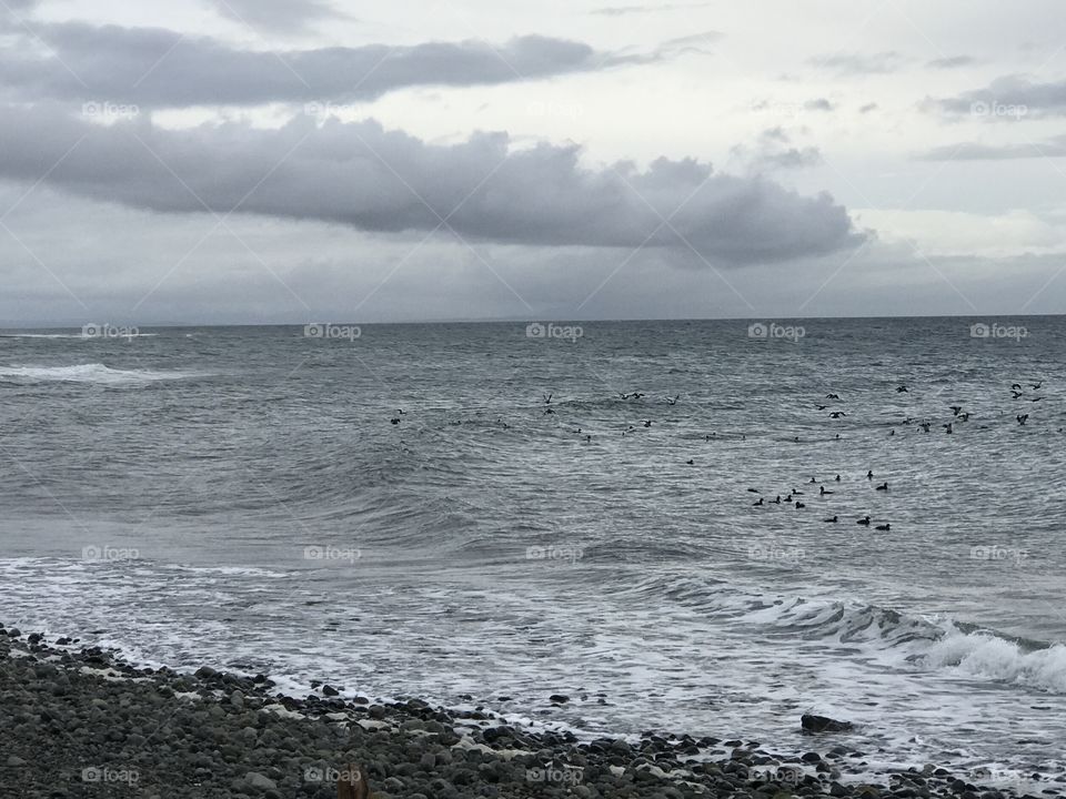 A shot of the shoreline on a blustery winter day. Black shorebirds are floating on the churning ocean and banks of grey and white clouds are overhead.