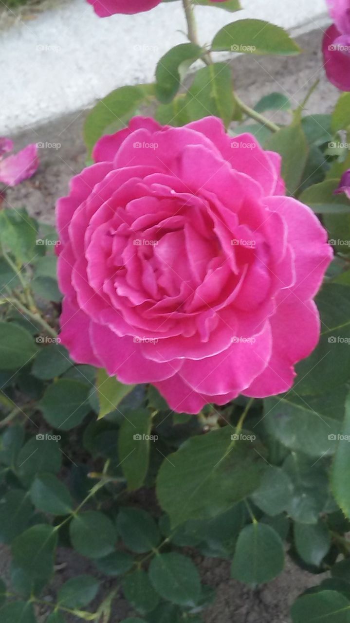 rosey