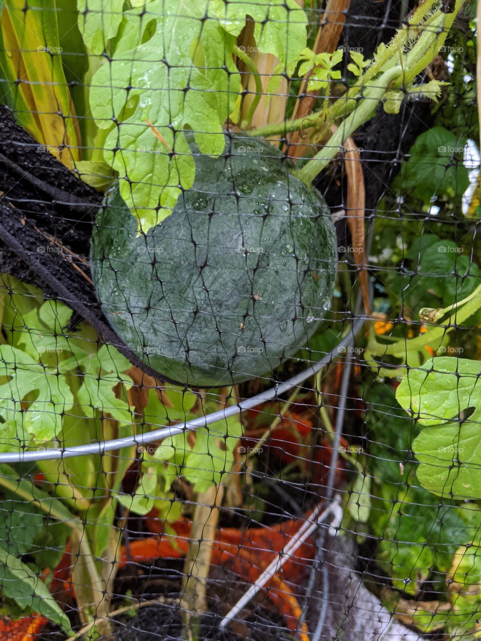 Sugar Baby Watermelon in hammock container growing