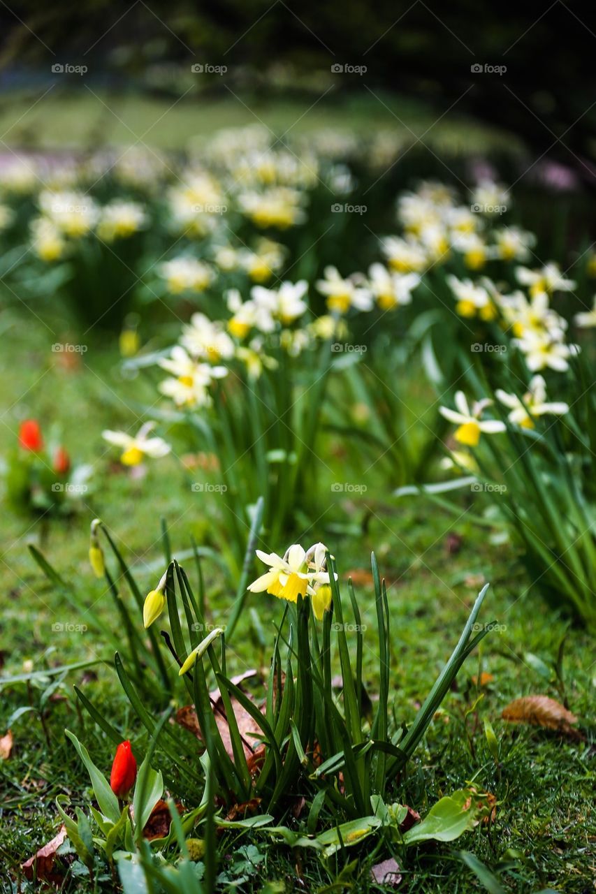 Vårblommor