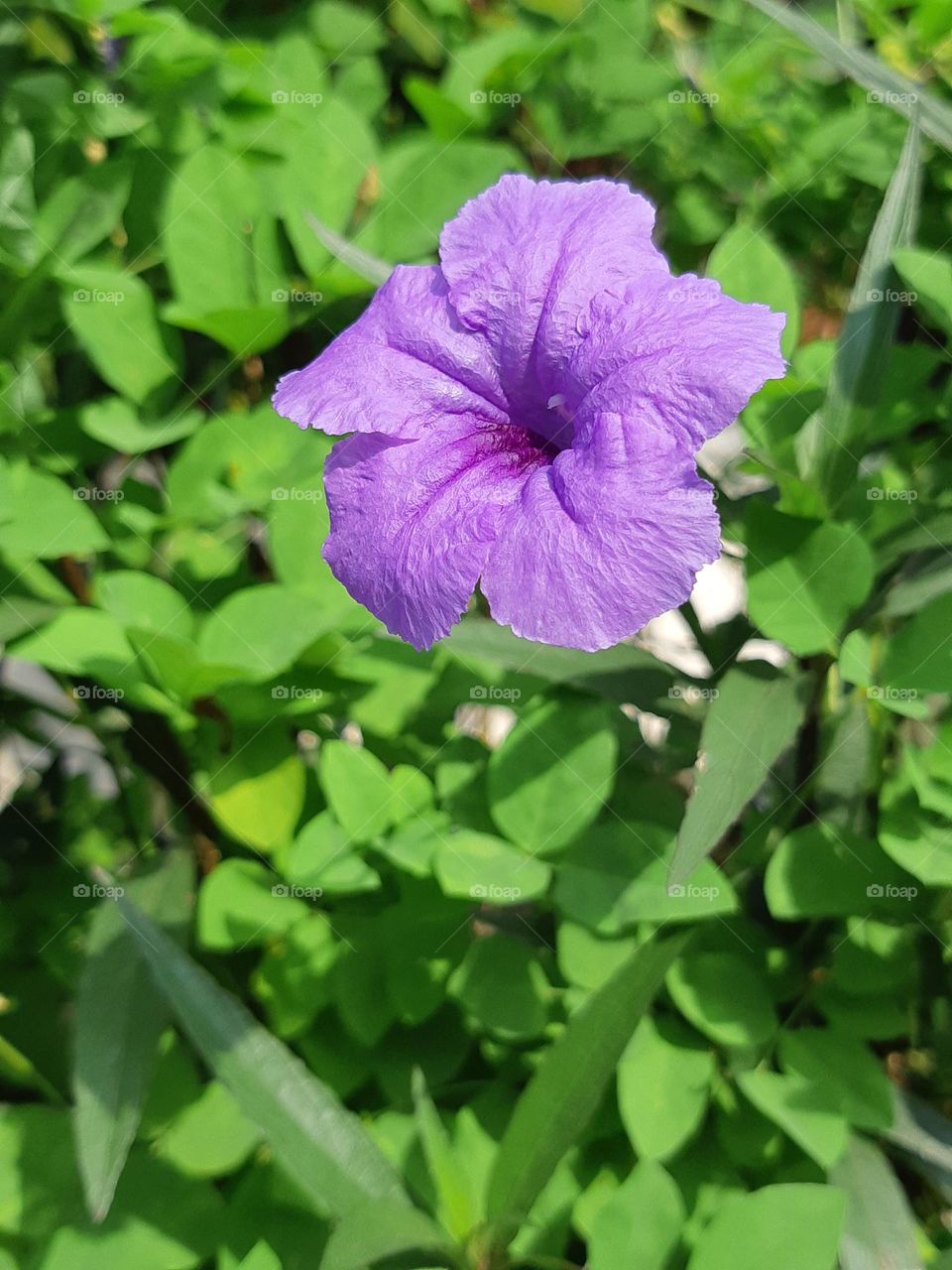 The purple color of beautiful ruellia flower surrounded by green leaves in the garden