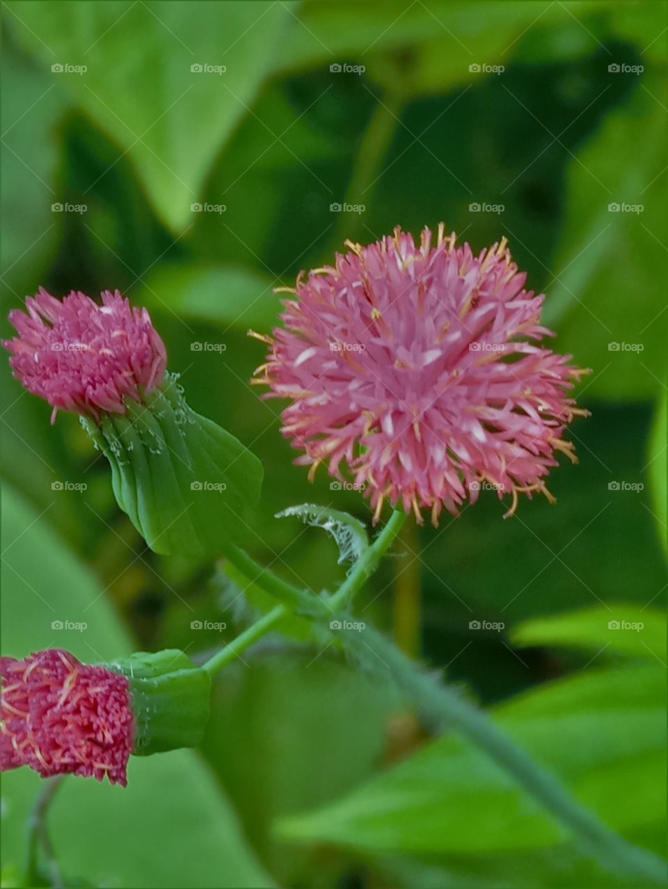 The three pink flowers