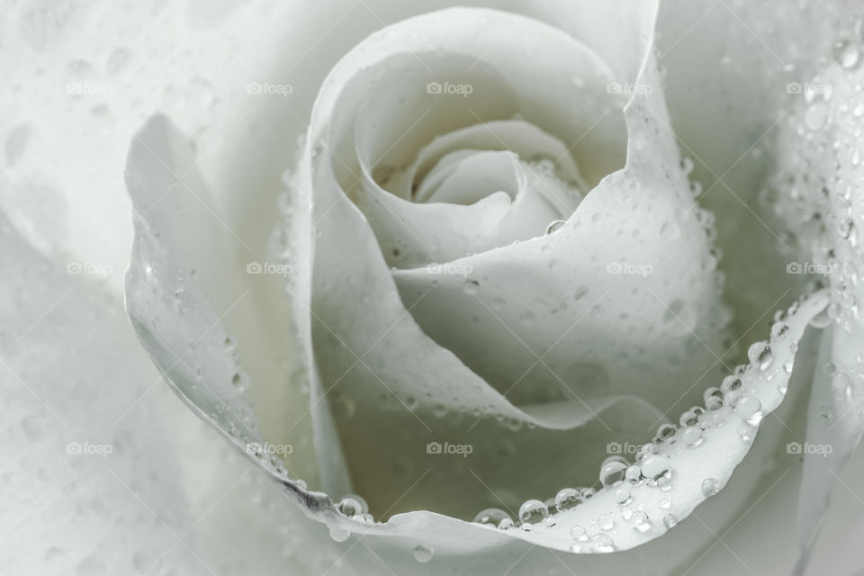 Dew on white rose