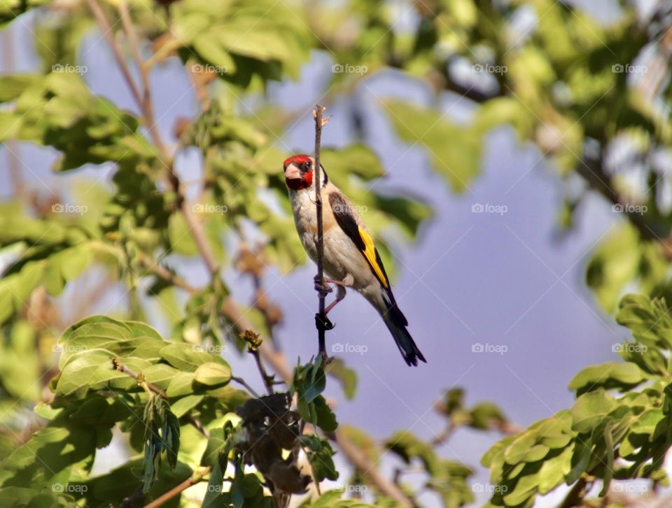 A grey bird with black and yellow wings and red face standing on a thin brunch with blue sky and green leaves on the background.