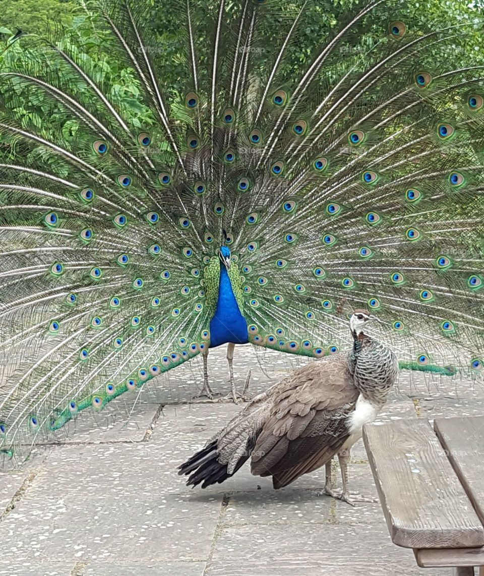 Peacock and Peafowl