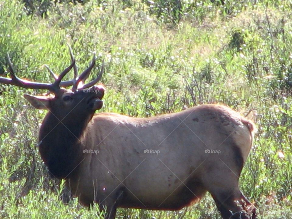 Elk