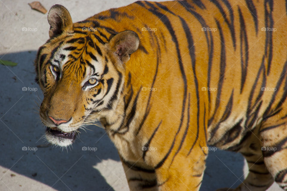 THE BEGAL TIGER IN PATTAYA THAILAND