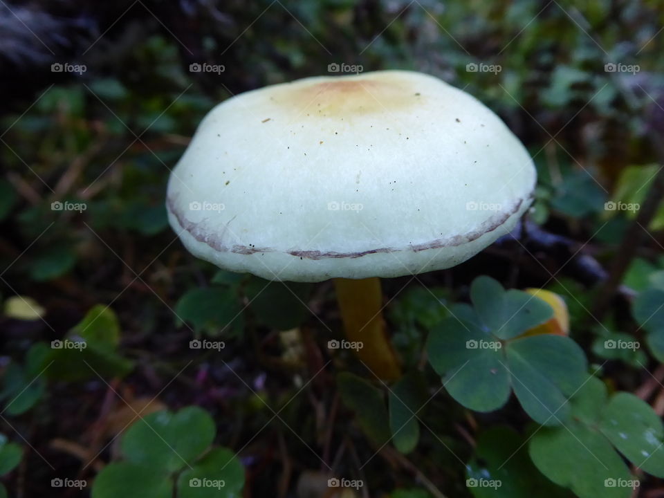 Shamrock and Mushroom on the forest floor