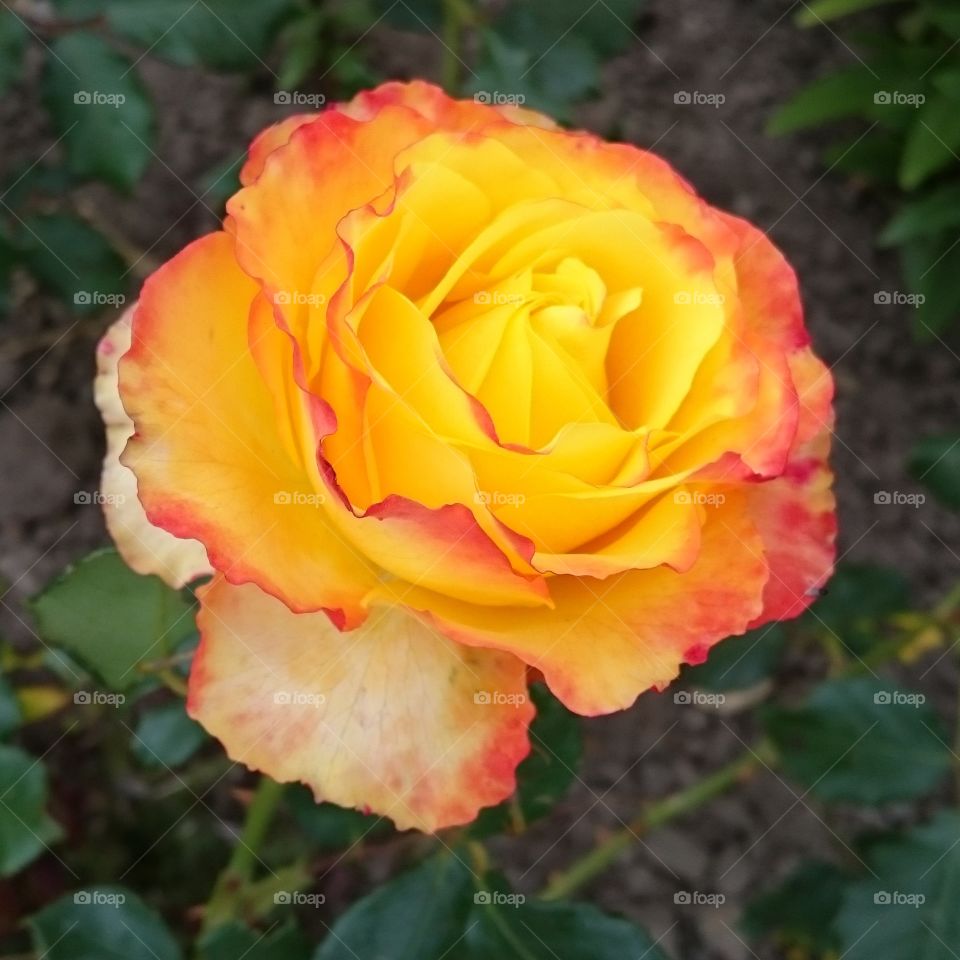 yellow and Red rose