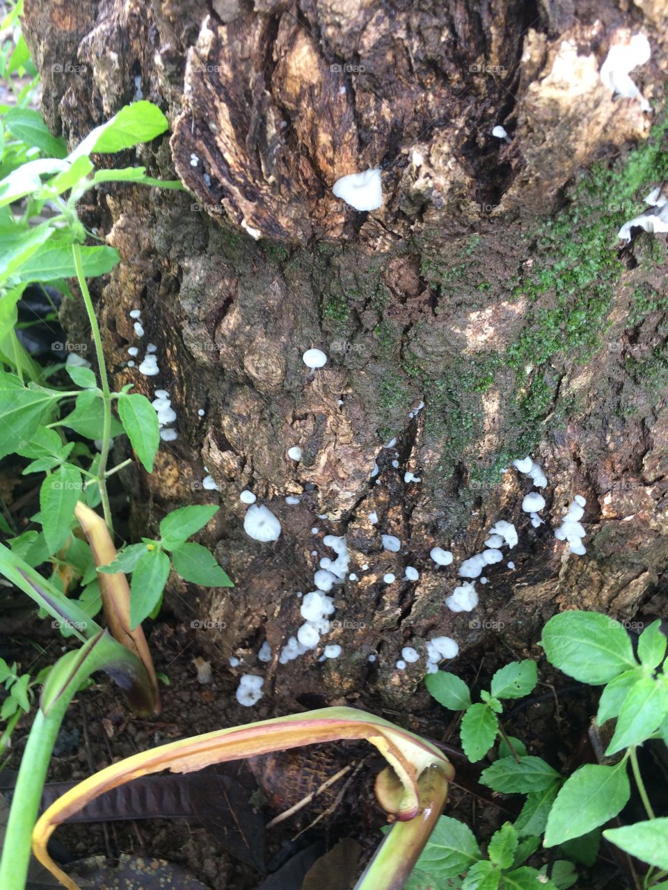 jamur mini nempel dipohon