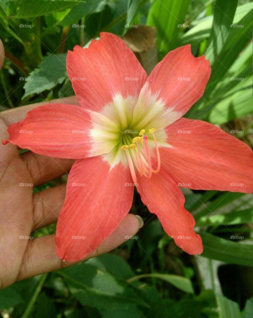 Amaryllis flower