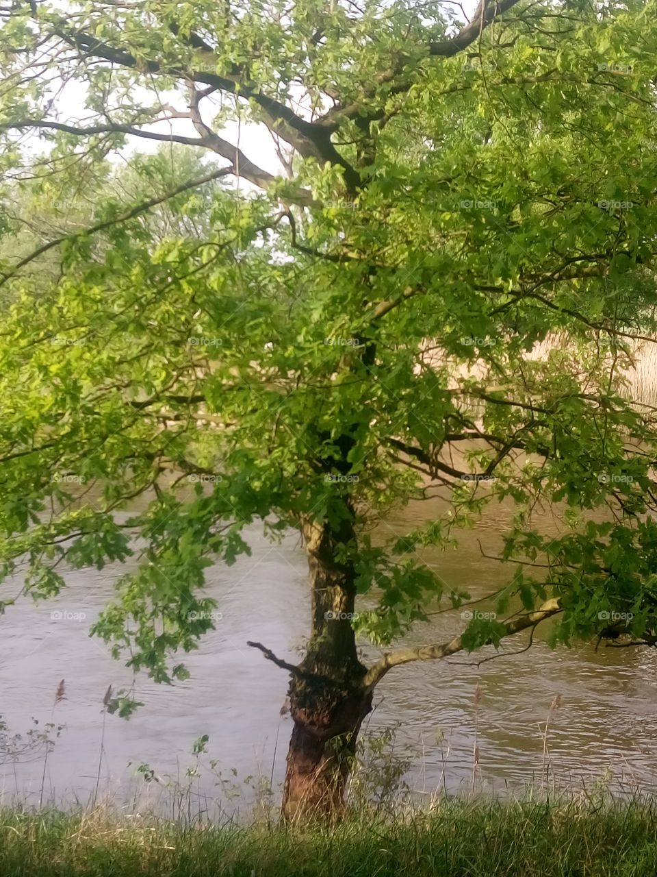 polish nature | at the river river before rain