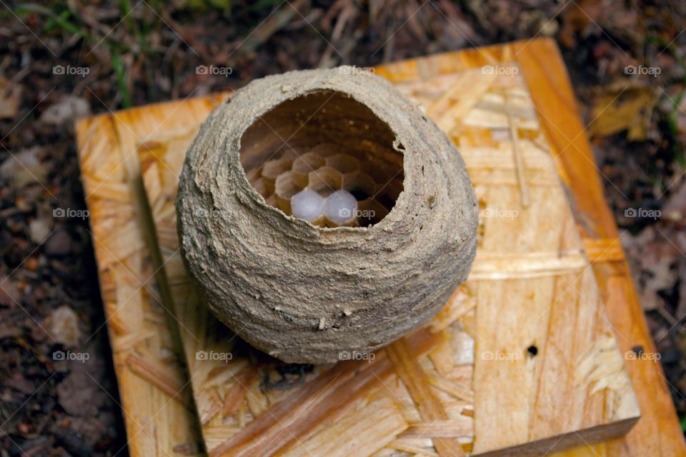 Hornet nest