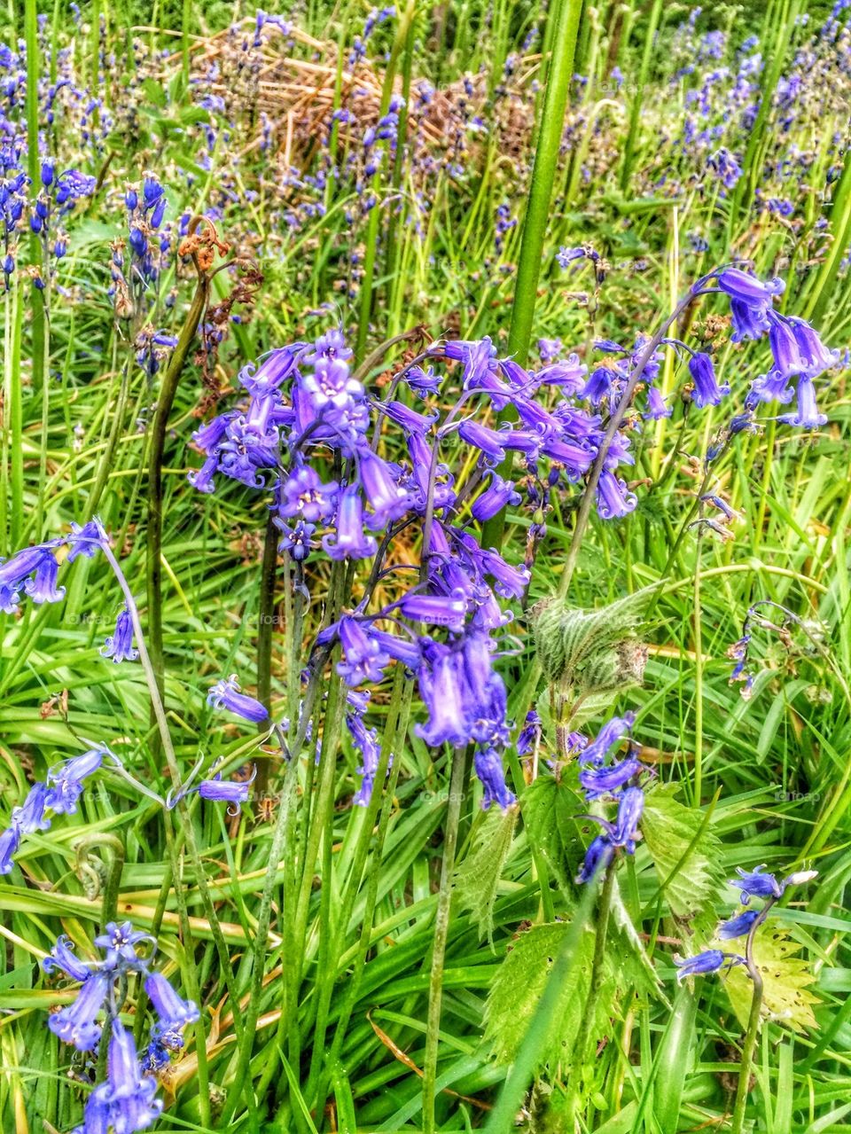 Bluebells