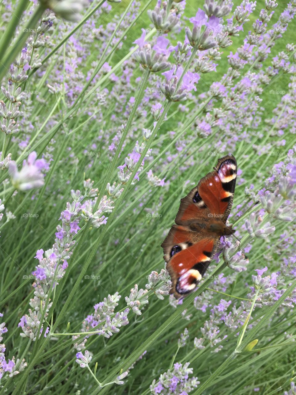 butterfly (IPHONE SE)