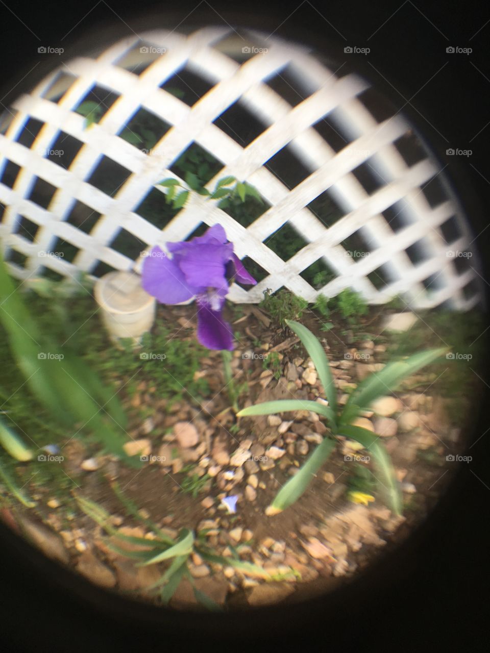First purple iris of the year! Keep them growing and growing with a little rain and sunshine.