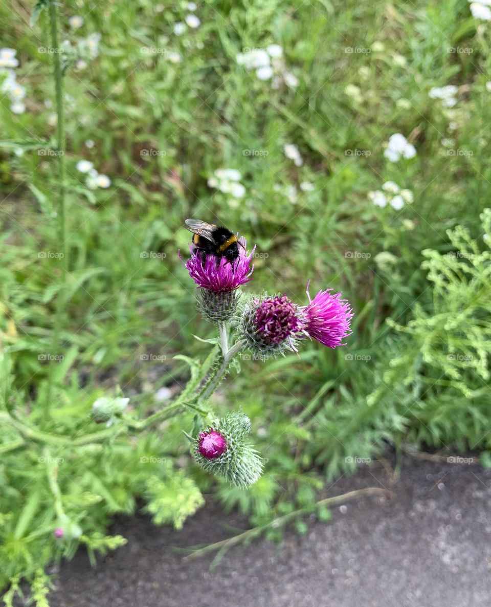 Discover the beauty of nature