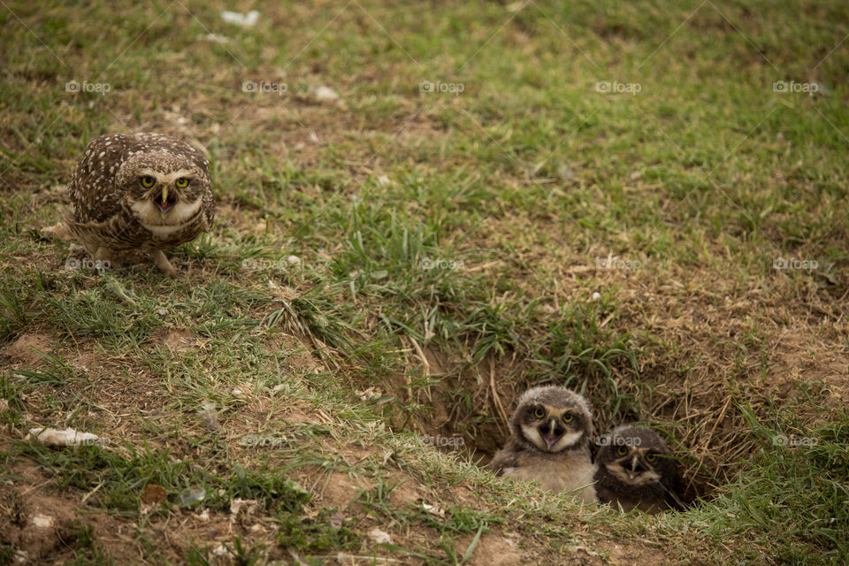 owl family alert