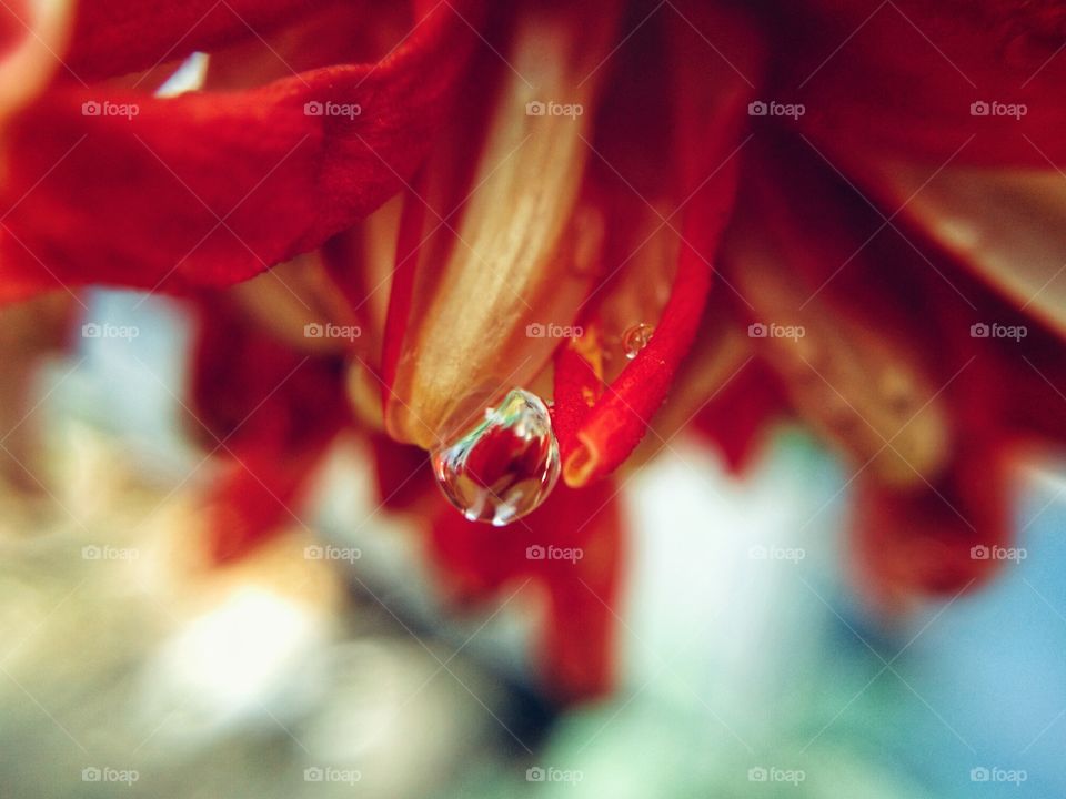 rain drops on red petal