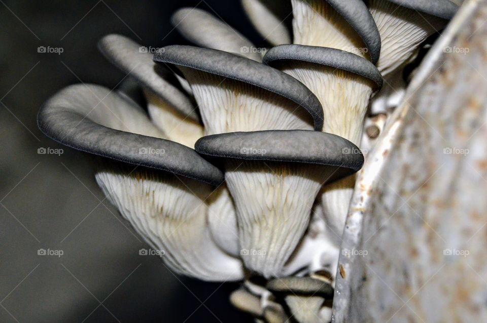 oyster mashrooms