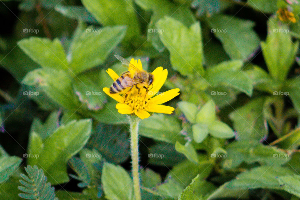 Bee on a flower