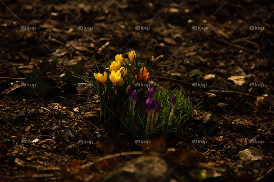 First spring flowers