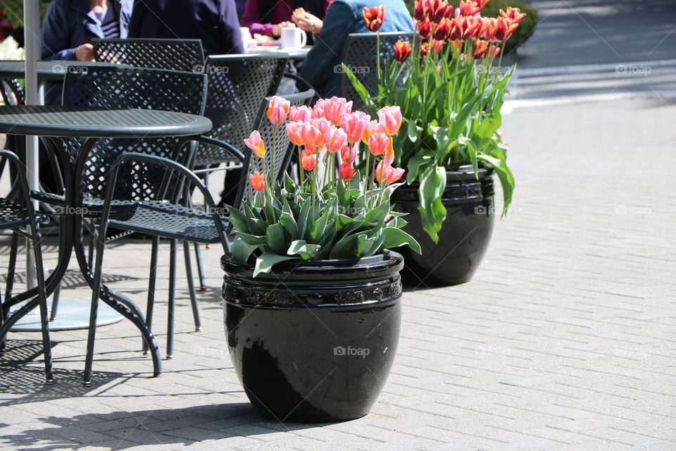 Potted tulips 