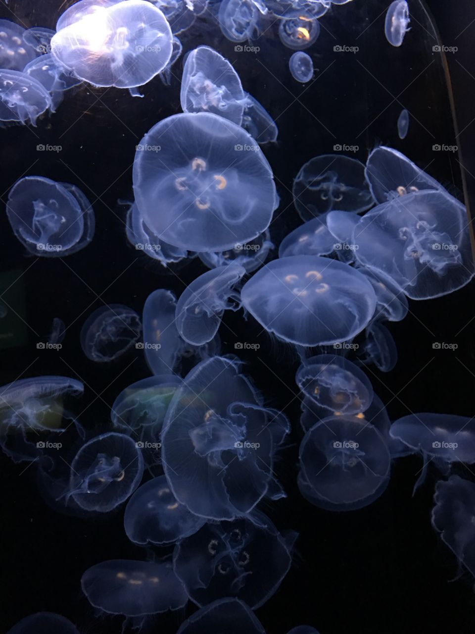 Long Beach, CA : Aquarium of the Pacific 