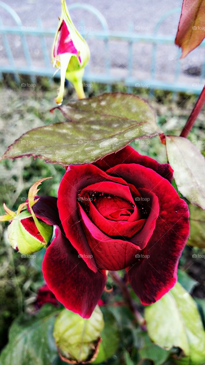 Red Rose