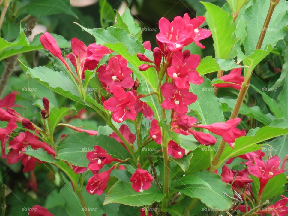 Blumen. Red flowers