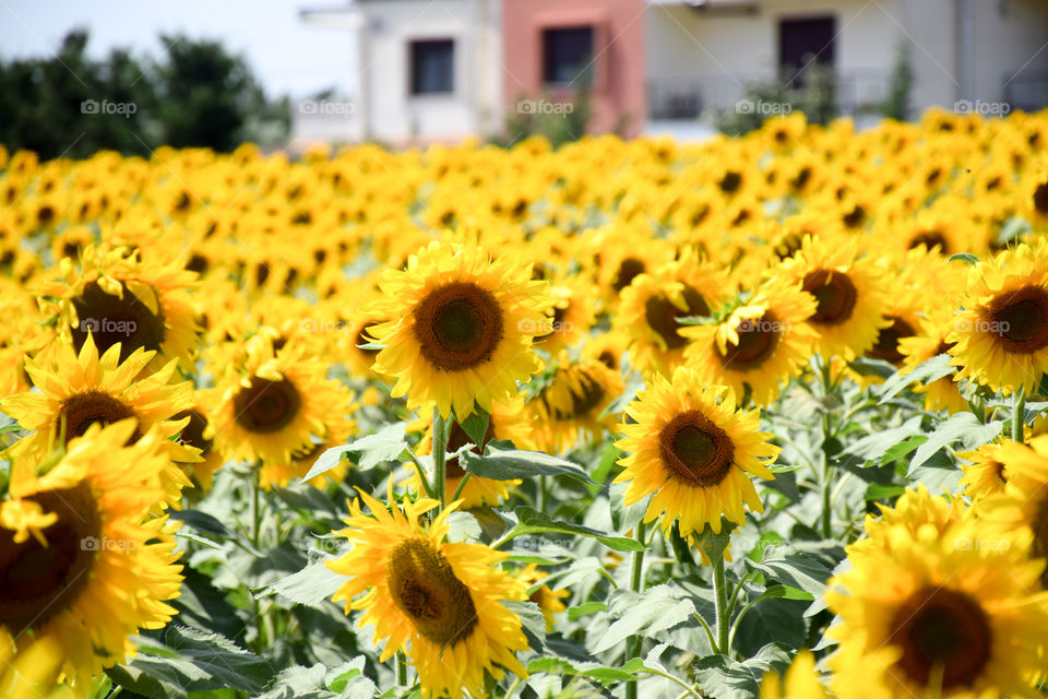 Sunflower, Summer, Flora, Flower, Nature