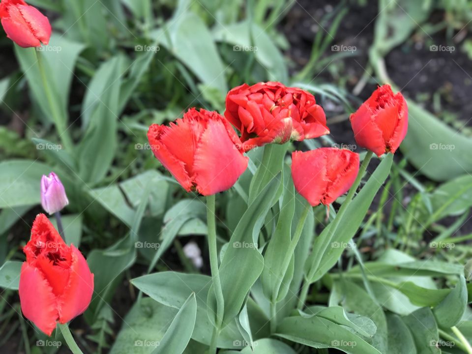 Tulips 