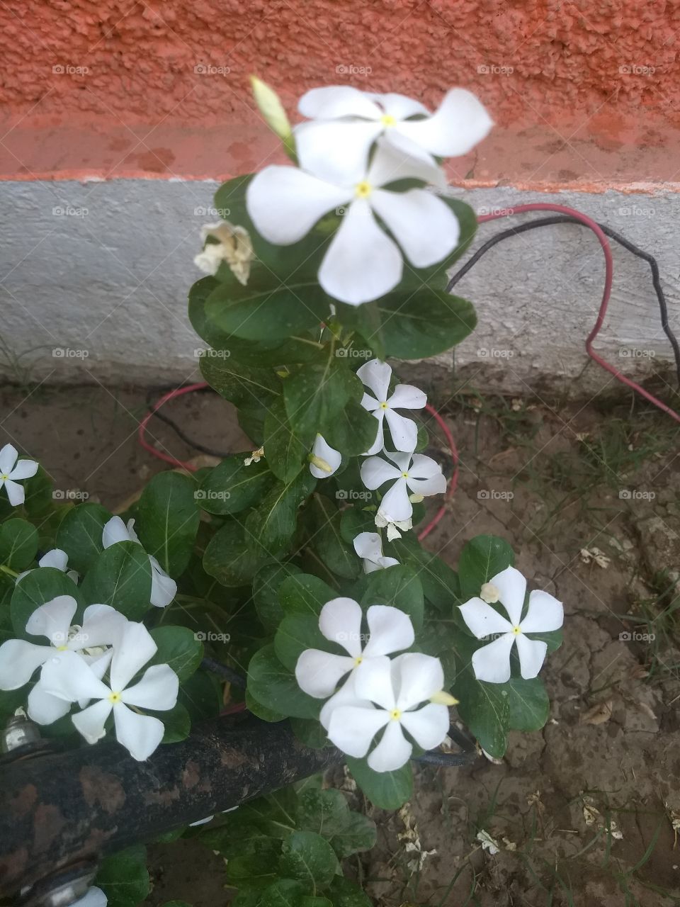 white flowers on plants