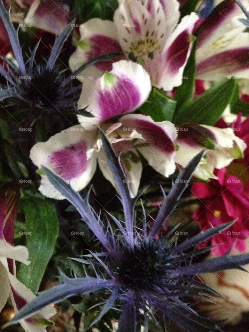 Purple flowers for the Fall