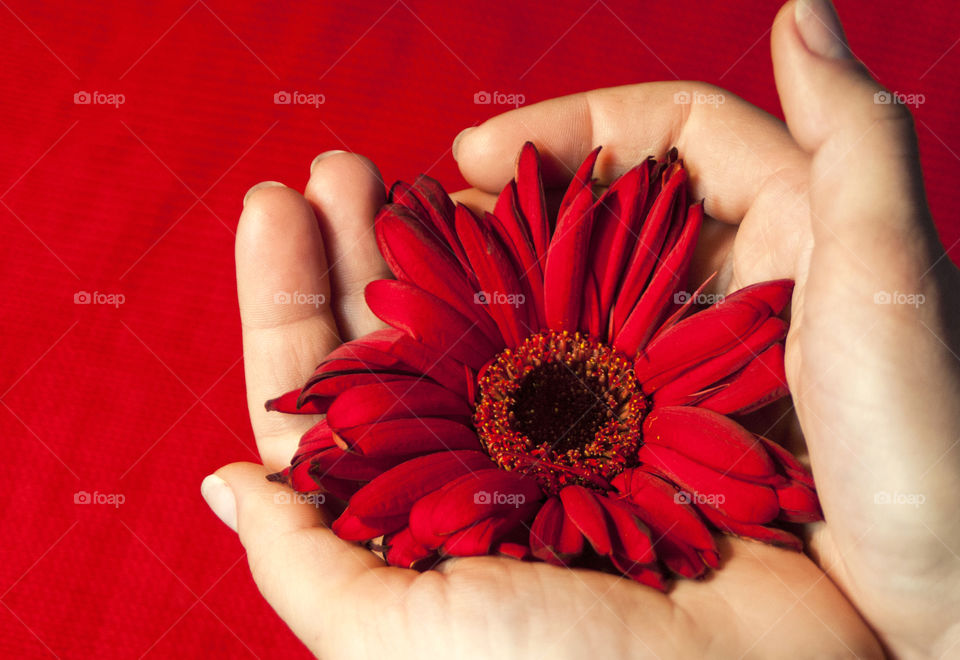 Close-up of red sunflower