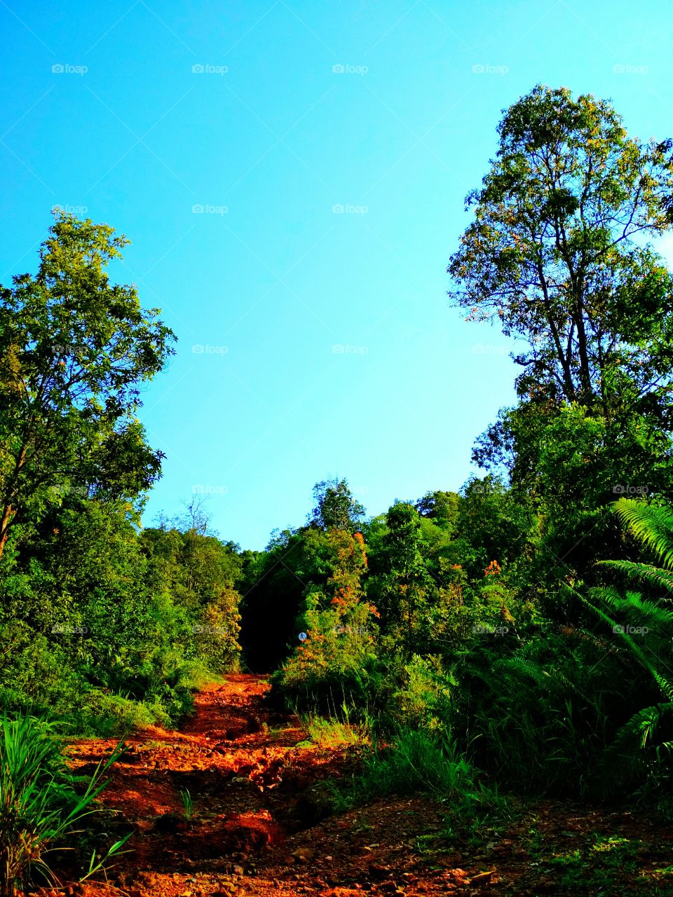 Rural path into the woods