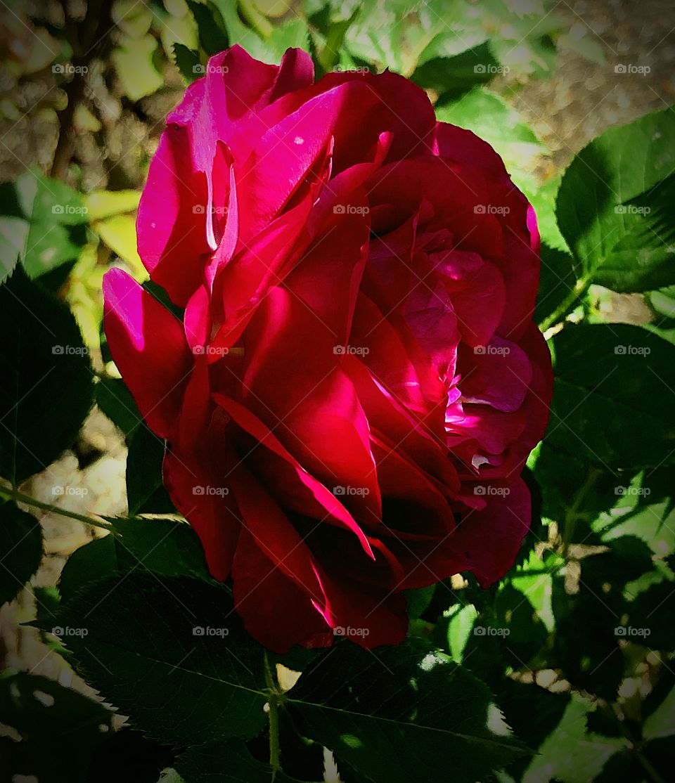 Red rose in the shadows