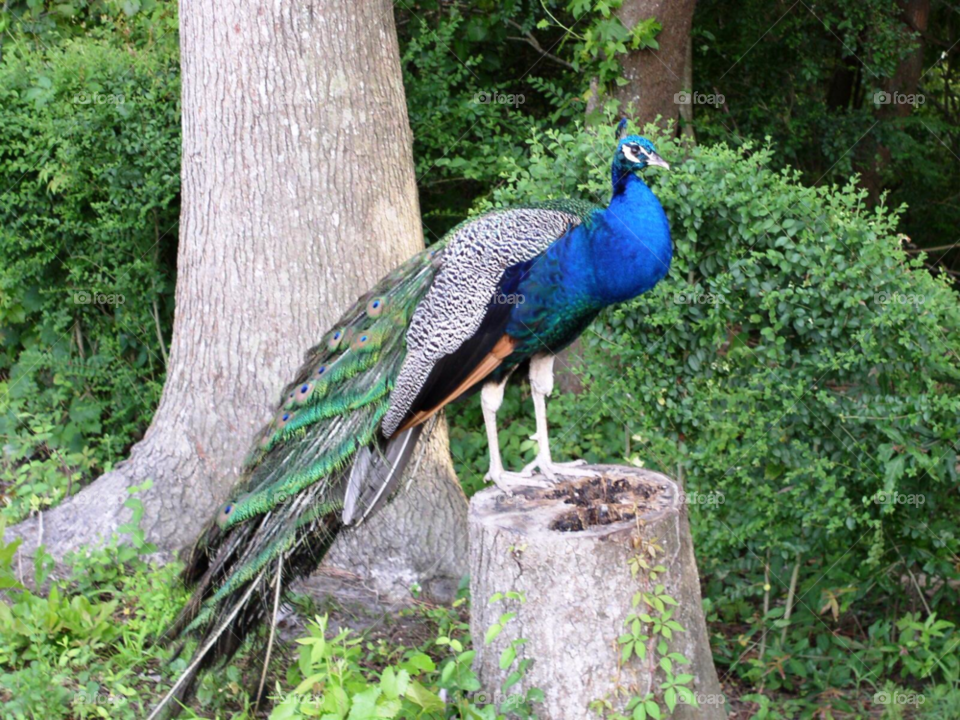 bird peacock socastee south carolina by refocusphoto