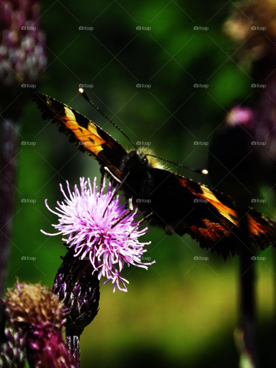 Butterfly on flower