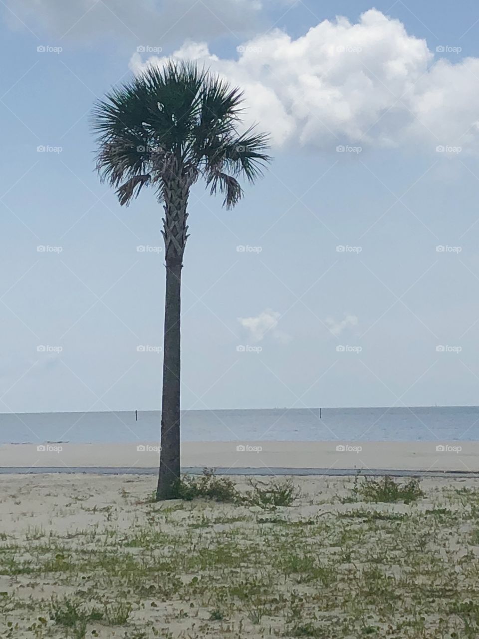 A Lone palm tree on the beach at Gulf Shores, Mississippi. 