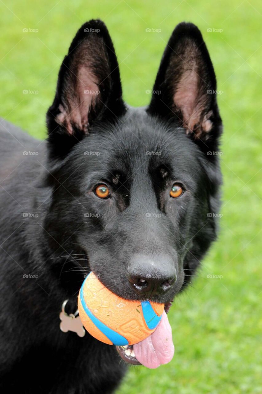 Our dog asking us to throw the ball to him. 