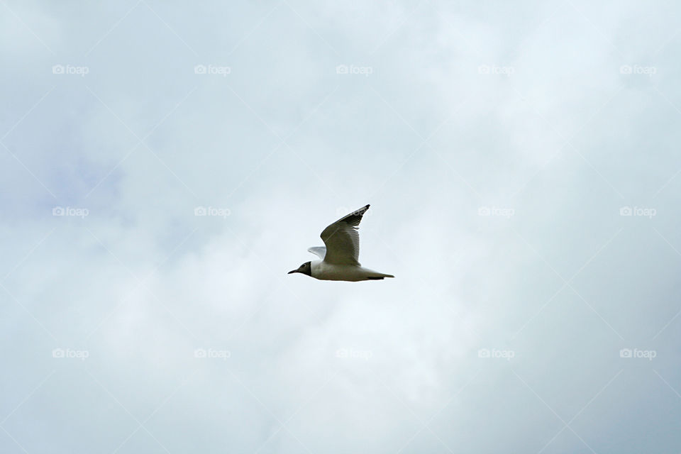 Seagull 