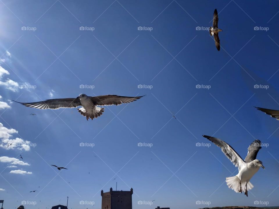 Beautiful flying seagulls cross the sky at essaouira city in Morocco.