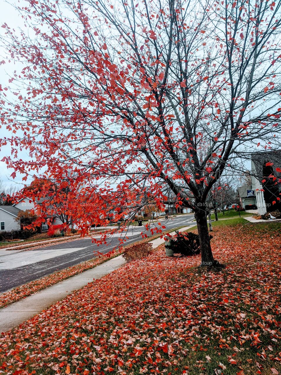 Beautiful Fall ❤️ Fall is the beautiful season where every leaves appears as beautiful and colourful flowers 💐