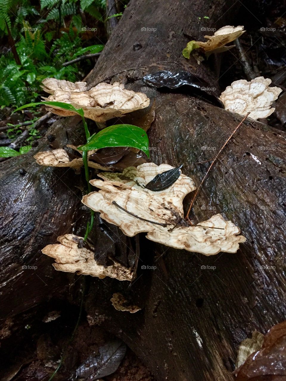 Close up of natural mushrooms in the wild