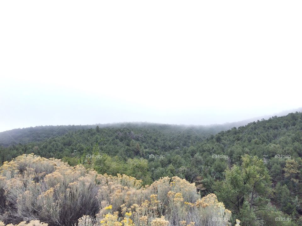 Fog rising above the Manzano mountains